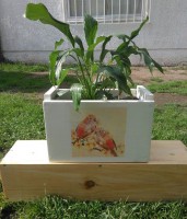 Proyectos especiales